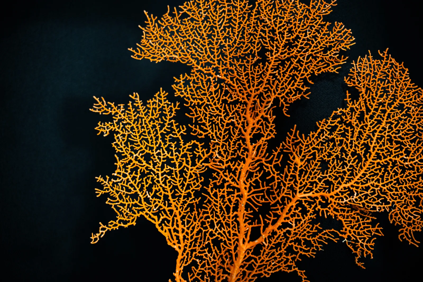 Gorgonian coral